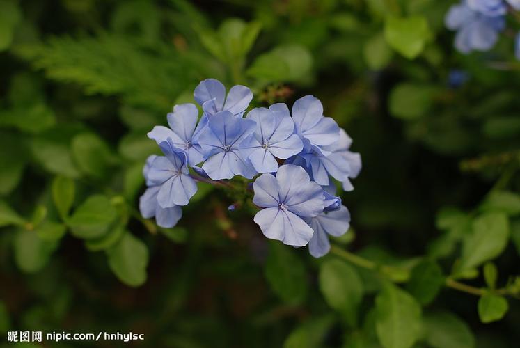 蓝色鲜花花语（蓝色鲜花都有什么品种）-第4张图片-花花知道网