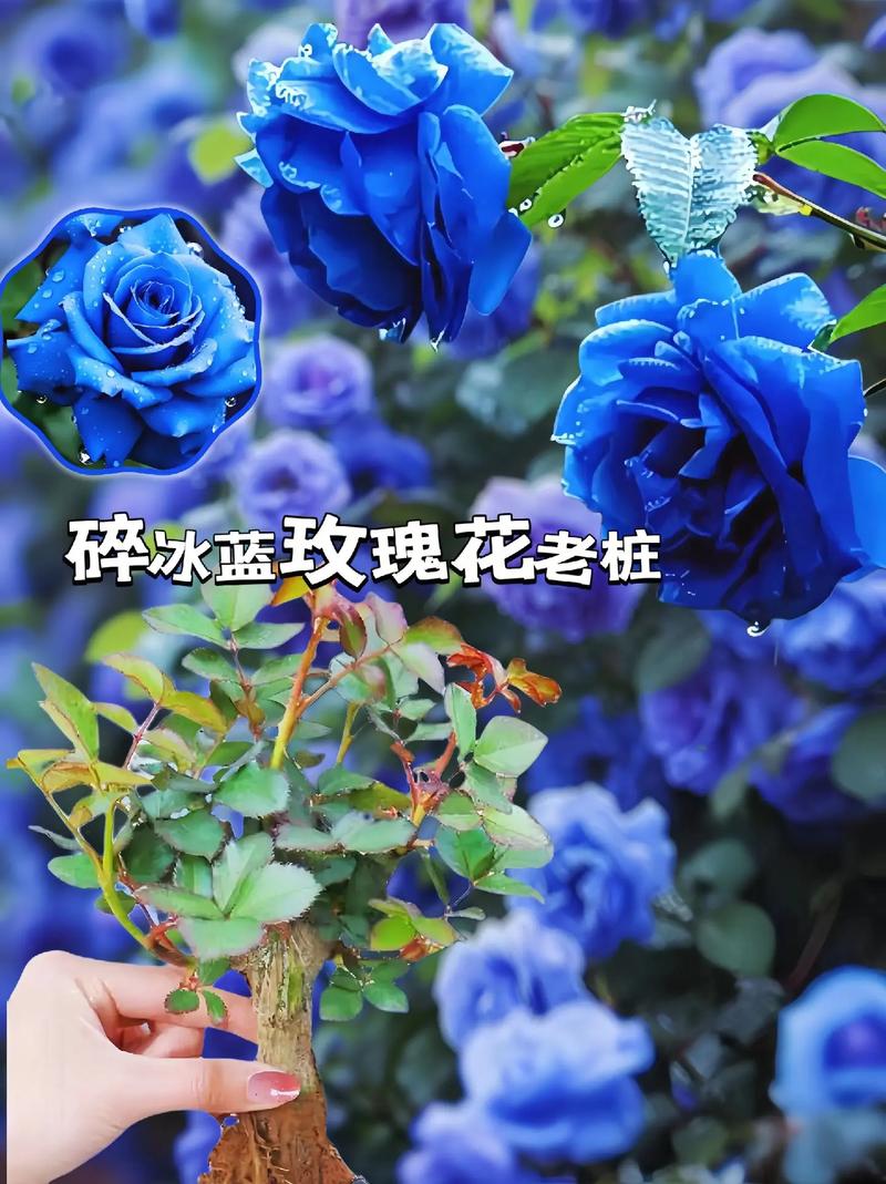 蓝色鲜花花语（蓝色鲜花都有什么品种）-第6张图片-花花知道网