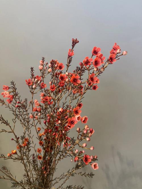 澳洲腊梅鲜花花语（澳洲腊梅花的寓意和象征）-第6张图片-花花知道网