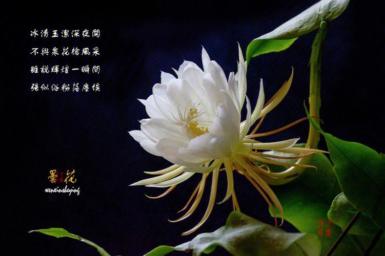 鲜花花语昙花寓意和象征（昙花花束）-第1张图片-花花知道网