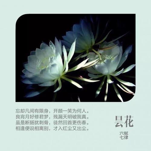 鲜花花语昙花寓意和象征（昙花花束）-第3张图片-花花知道网