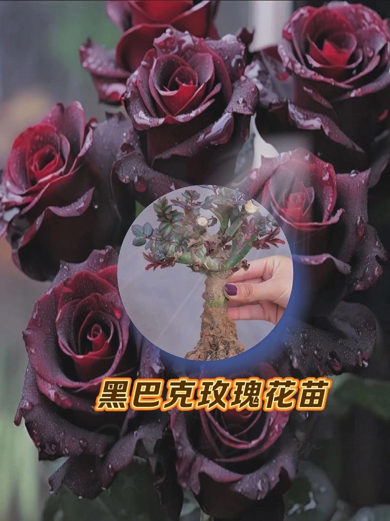 暗黑玫瑰鲜花花语（暗黑玫瑰鲜花花语是什么）-第2张图片-花花知道网