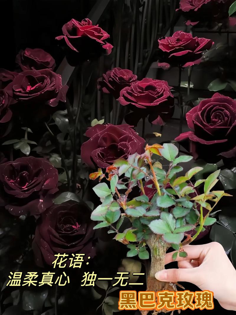 暗黑玫瑰鲜花花语（暗黑玫瑰鲜花花语是什么）-第6张图片-花花知道网