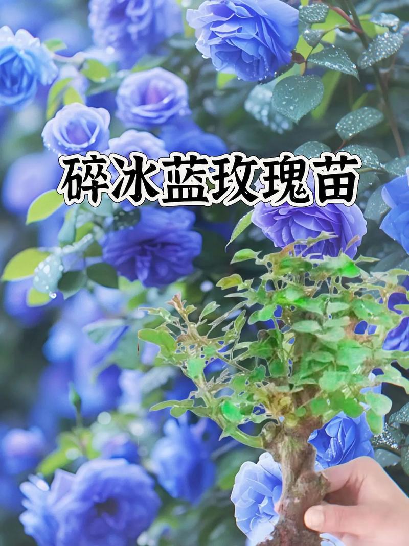 挚爱鲜花花语（挚爱是什么花的花语）-第2张图片-花花知道网