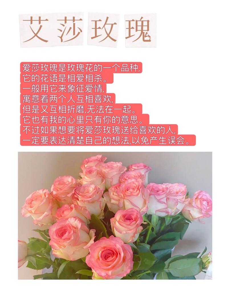 爱莎玫瑰鲜花花语是什么（爱莎玫瑰花的寓意）-第4张图片-花花知道网