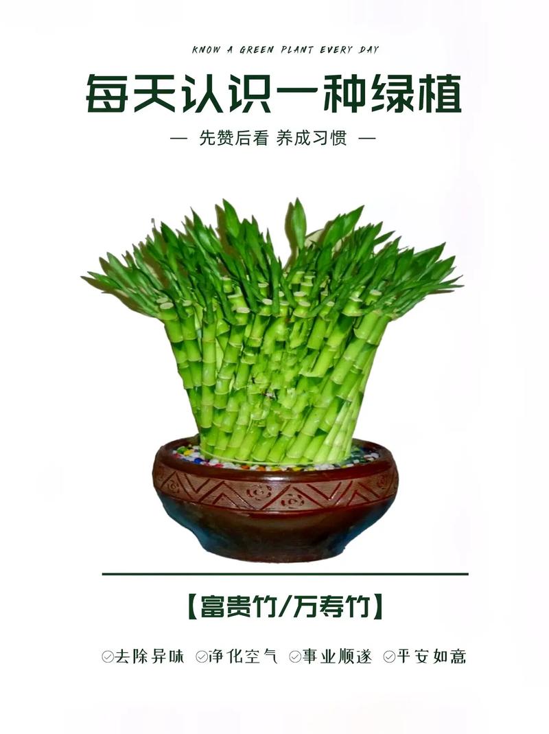 9枝鲜花寓意什么（九朵鲜花）-第4张图片-花花知道网