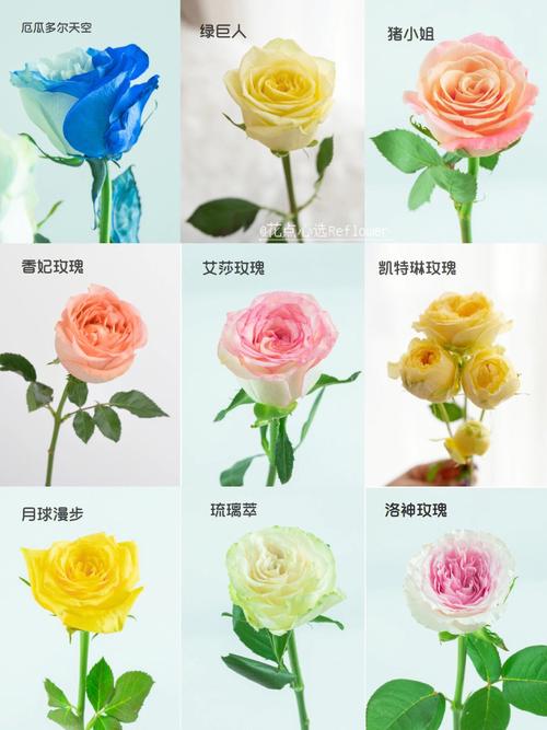 9朵鲜花的寓意是什么意思（花语9朵代表什么意思）-第3张图片-花花知道网