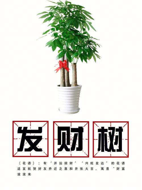 招财的鲜花花语（招财的鲜花花语有哪些）-第1张图片-花花知道网