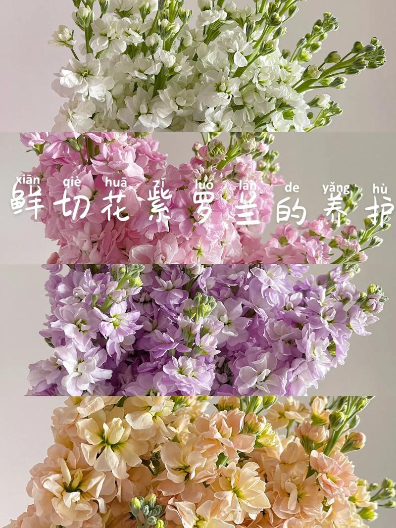 紫罗兰鲜花花语和寓意是什么（紫罗兰鲜花花语及图片）-第1张图片-花花知道网