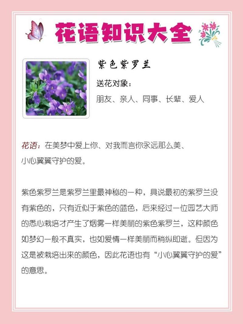 紫罗兰鲜花花语和寓意是什么（紫罗兰鲜花花语及图片）-第4张图片-花花知道网