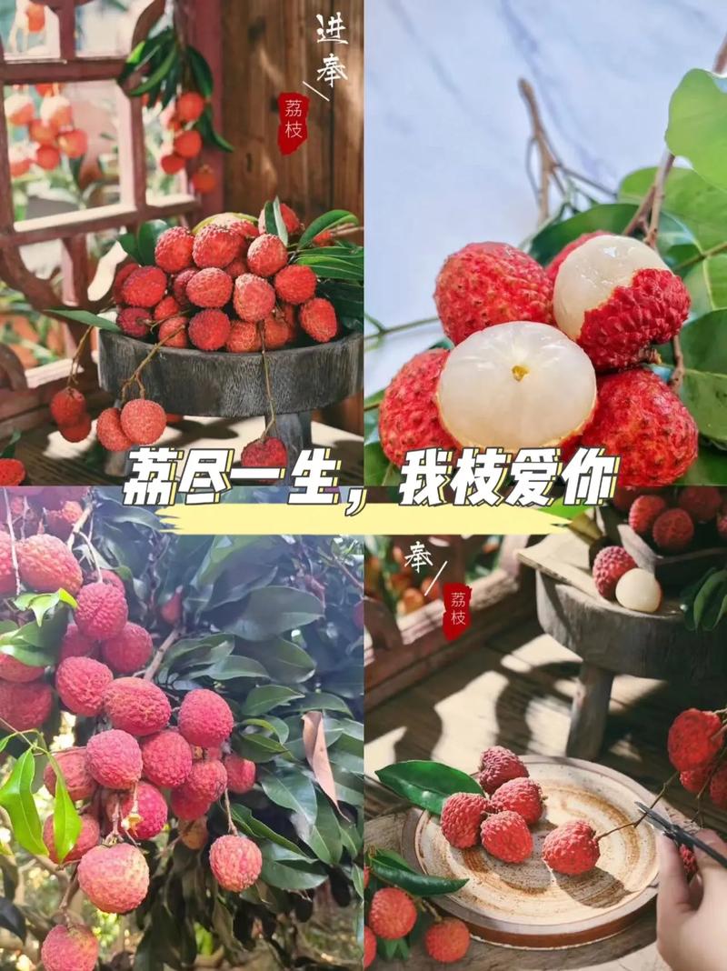 粉荔枝鲜花花语的简单介绍-第4张图片-花花知道网