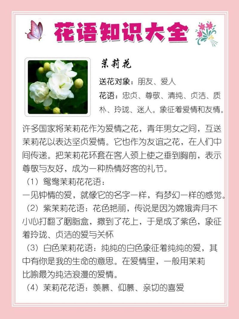 茉莉花鲜花花束花语（茉莉花束含义）-第1张图片-花花知道网