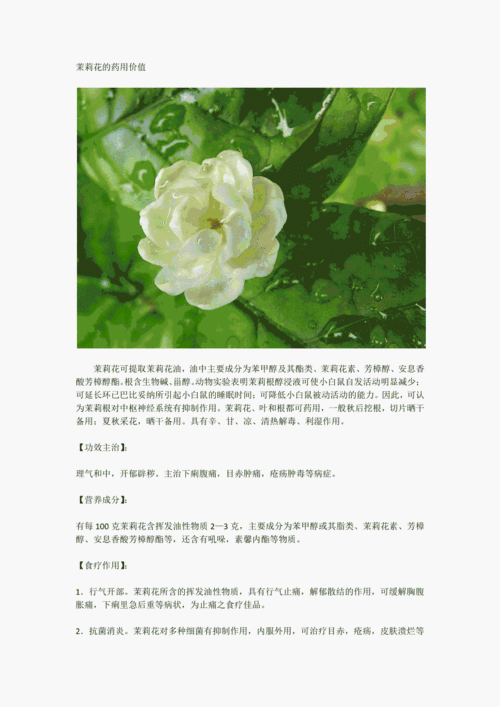 茉莉花鲜花花束花语（茉莉花束含义）-第4张图片-花花知道网