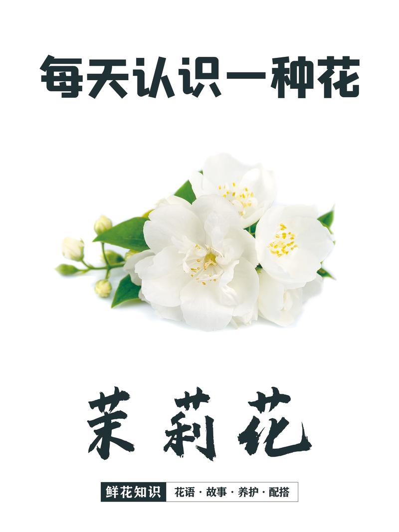 茉莉花鲜花花束花语（茉莉花束含义）-第6张图片-花花知道网