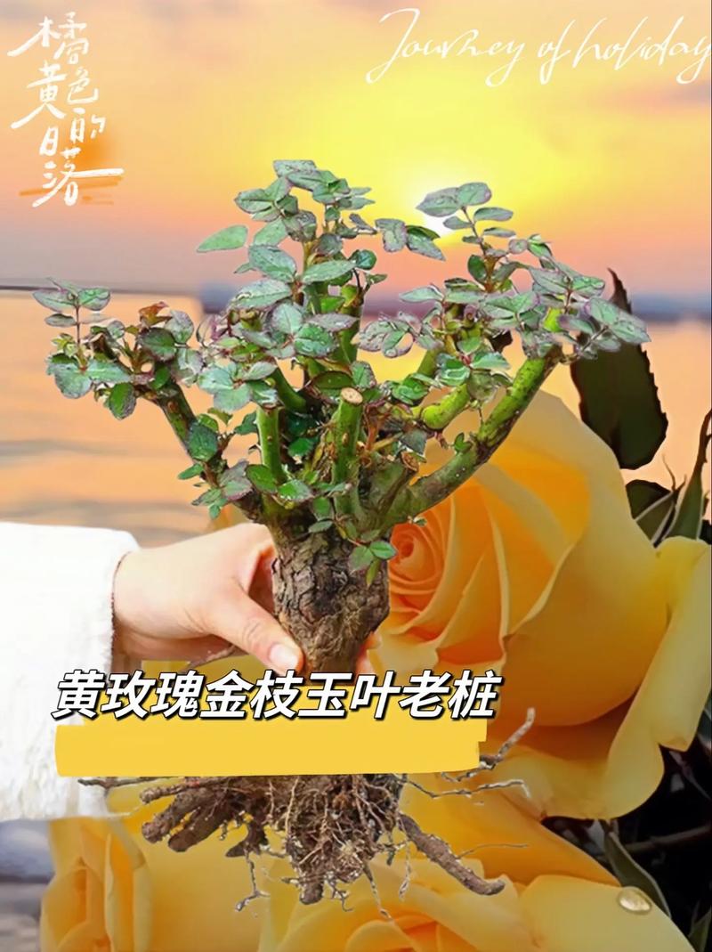 生日鲜花花束9支花语和寓意（生日花束鲜花图片 时尚）-第1张图片-花花知道网