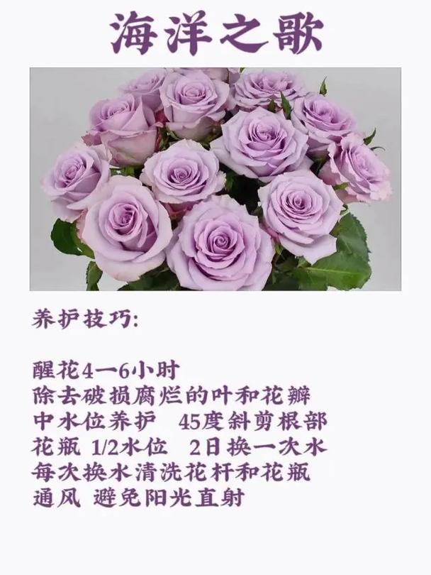 52朵生日鲜花寓意着什么（528生日花）-第3张图片-花花知道网