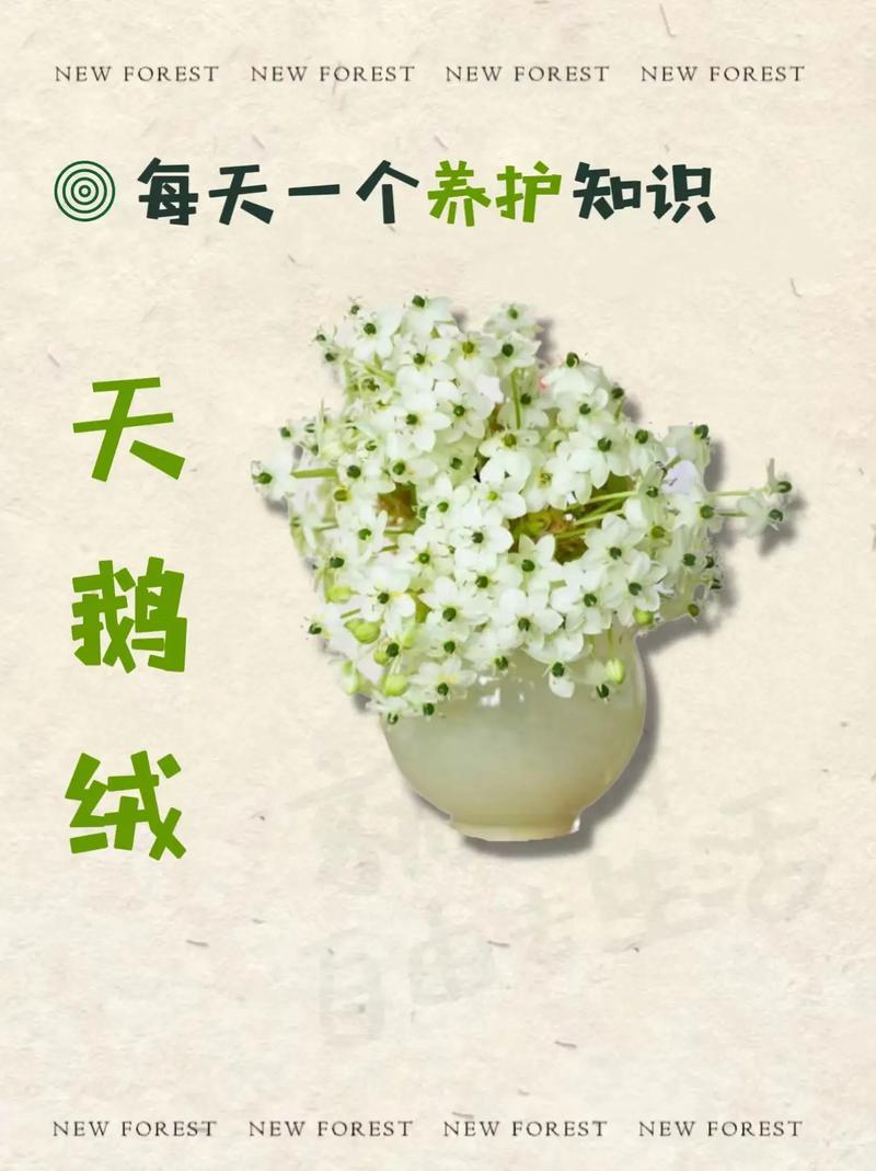 天鹅绒鲜花花束花语和寓意（天鹅绒鲜花花束花语和寓意是什么）-第2张图片-花花知道网