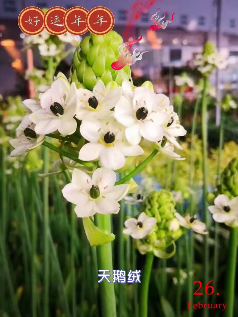 天鹅绒鲜花花束花语和寓意（天鹅绒鲜花花束花语和寓意是什么）-第4张图片-花花知道网