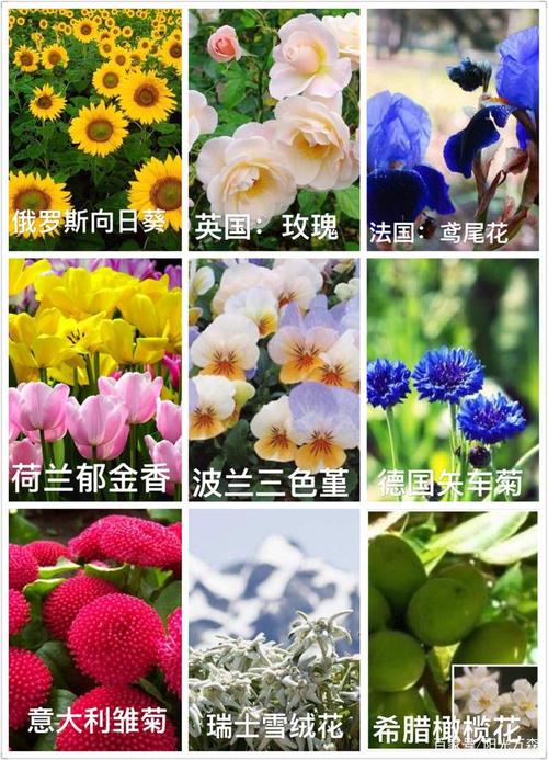 800朵鲜花寓意（800鲜花啥意思啊）-第7张图片-花花知道网