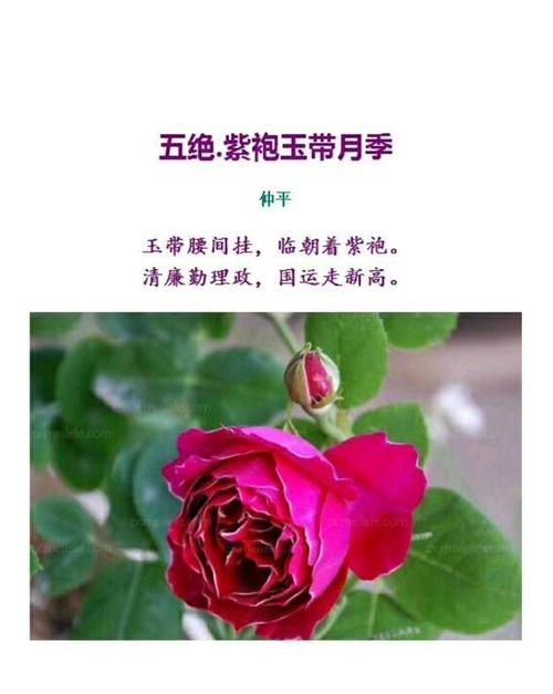 晚香玉鲜花花语（晚香玉的花有毒吗）-第4张图片-花花知道网