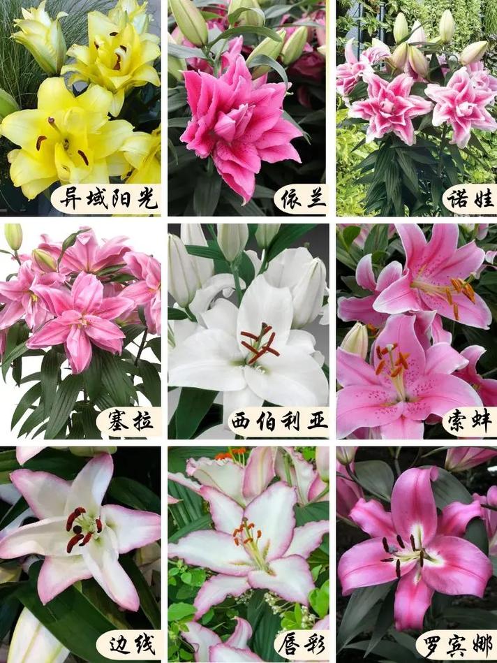 5朵百合鲜花花束寓意什么（五朵百合花代表什么）-第1张图片-花花知道网