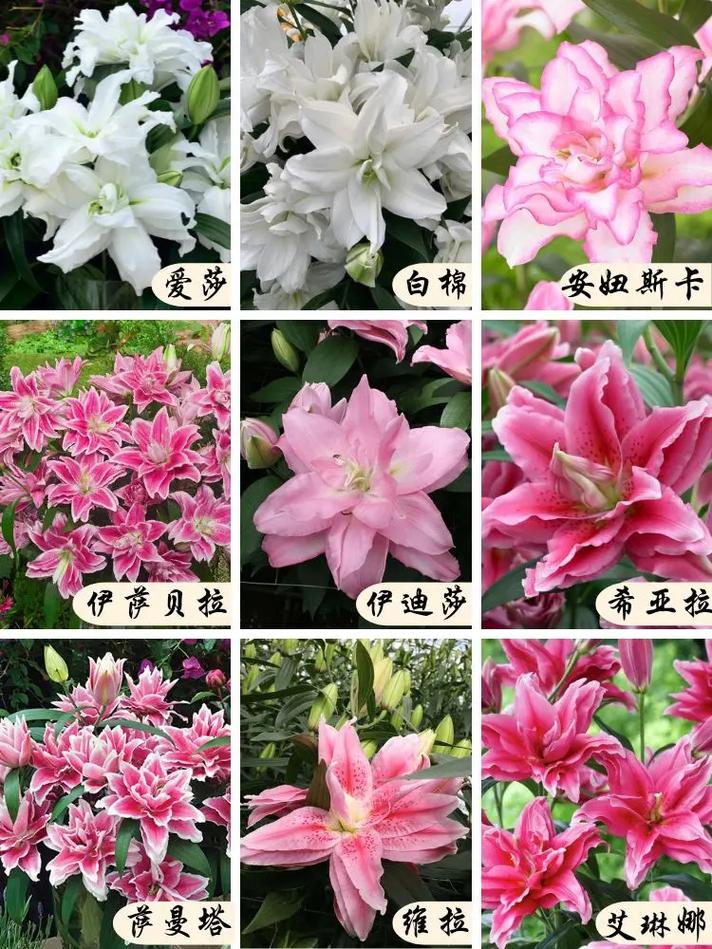 5朵百合鲜花花束寓意什么（五朵百合花代表什么）-第2张图片-花花知道网