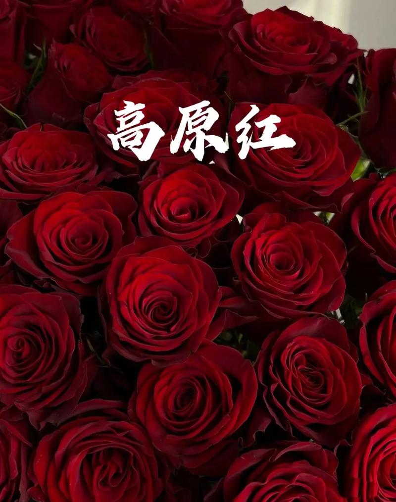 3朵红玫瑰鲜花花束寓意（3朵红玫瑰花什么寓意）-第1张图片-花花知道网