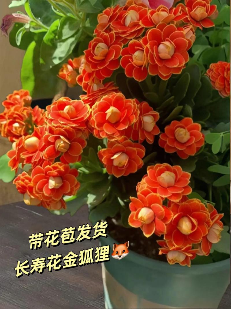 长寿的鲜花花语是什么意思（长寿花的花语和象征）-第2张图片-花花知道网