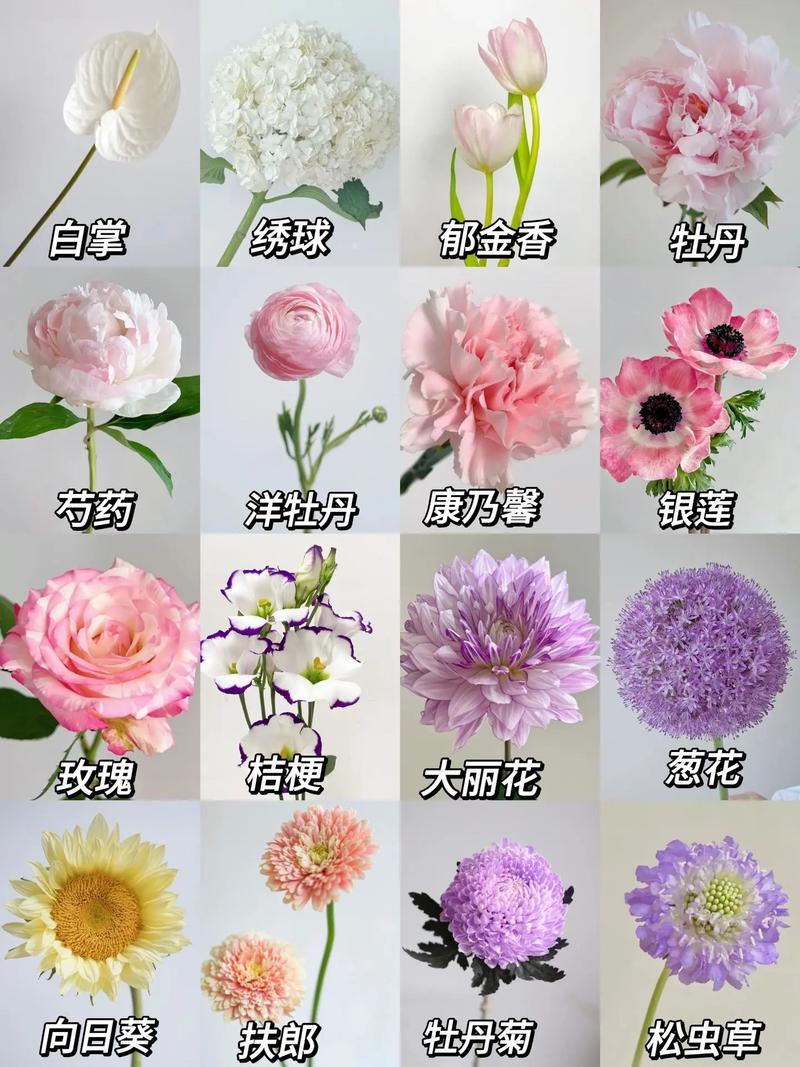 圆形礼盒鲜花花语（圆形的礼盒）-第1张图片-花花知道网