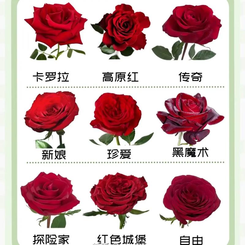 52朵绿玫瑰鲜花寓意什么（52朵玫瑰代表着什么意思）-第4张图片-花花知道网