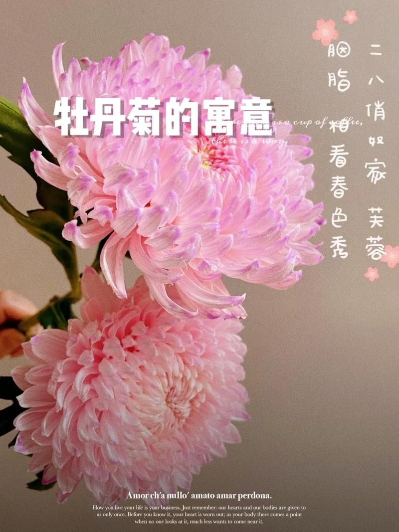 招财的鲜花花语大全（招财运的鲜花）-第2张图片-花花知道网