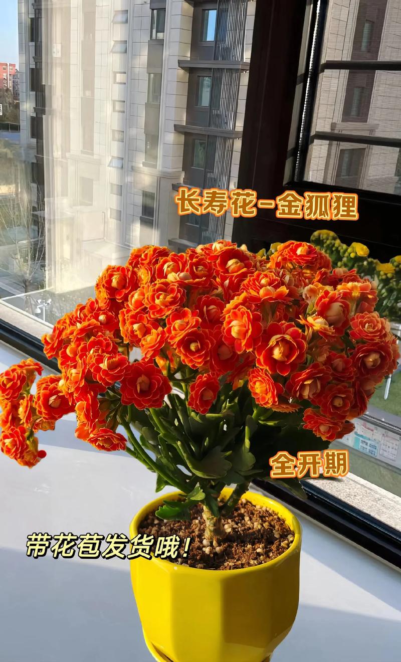 20支鲜花寓意（21支鲜花代表什么）-第1张图片-花花知道网