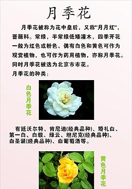 月季花花语鲜花（月季花花语代表什么意思）-第5张图片-花花知道网