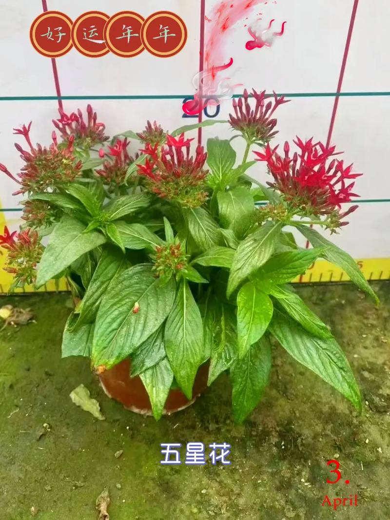 繁星花花语（繁星花象征什么）-第4张图片-花花知道网