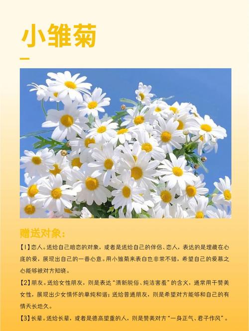 雏菊鲜花花语（雏菊的花语是啥）-第1张图片-花花知道网