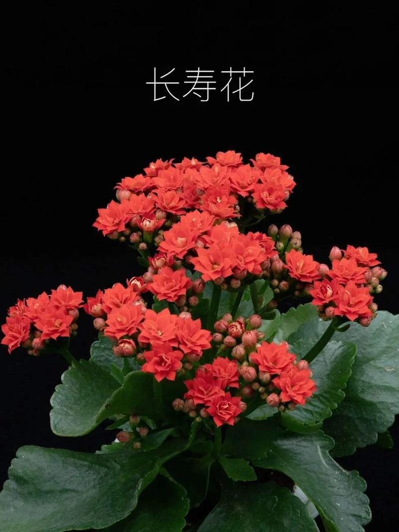 长寿的鲜花花语是什么呢（长寿的鲜花花语是什么呢英语）-第6张图片-花花知道网