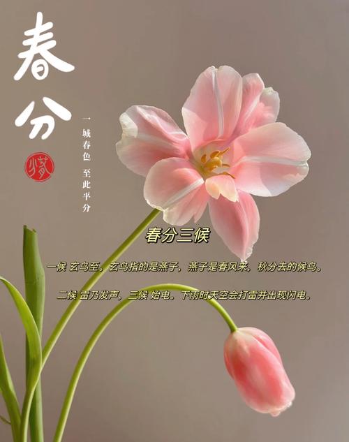 春分有送花的讲究吗为什么（春分要买花吗）-第1张图片-花花知道网