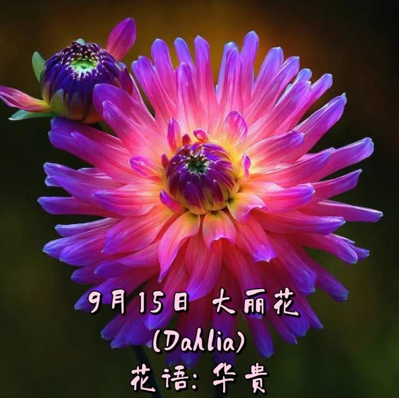 大丽花鲜花花语（大丽花语意）-第1张图片-花花知道网