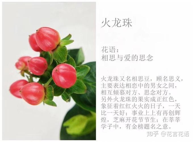 鲜花花语红豆（红豆花语是什么）-第1张图片-花花知道网