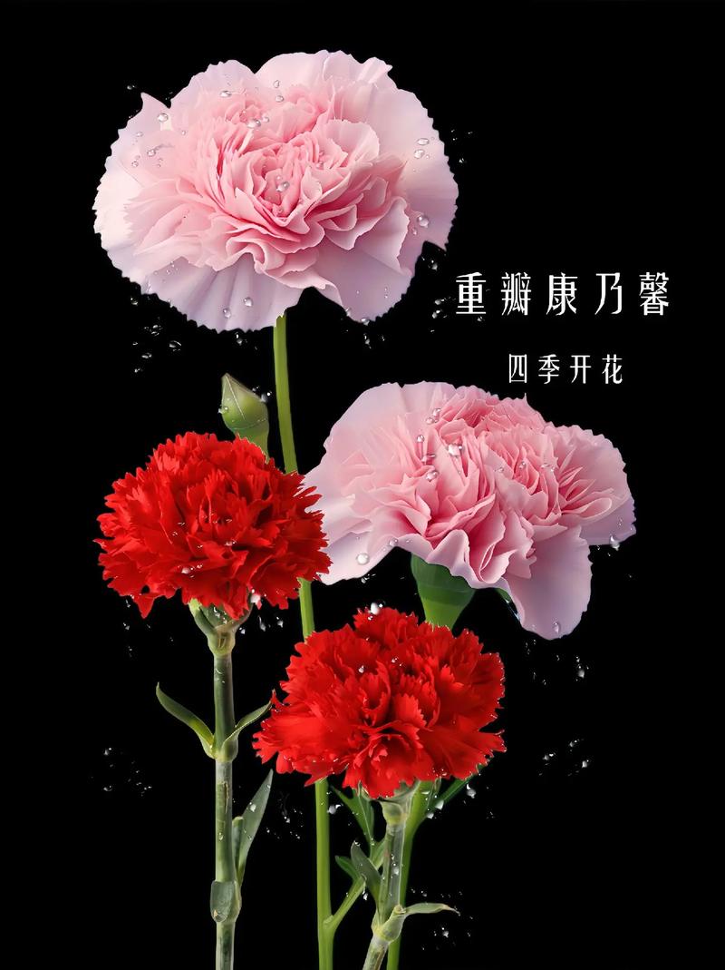 17朵鲜花寓意（17朵花的寓意）-第5张图片-花花知道网