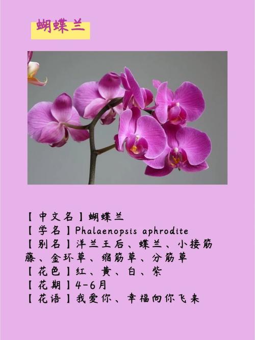 洋兰鲜花花语（洋兰花的花语和寓意）-第2张图片-花花知道网