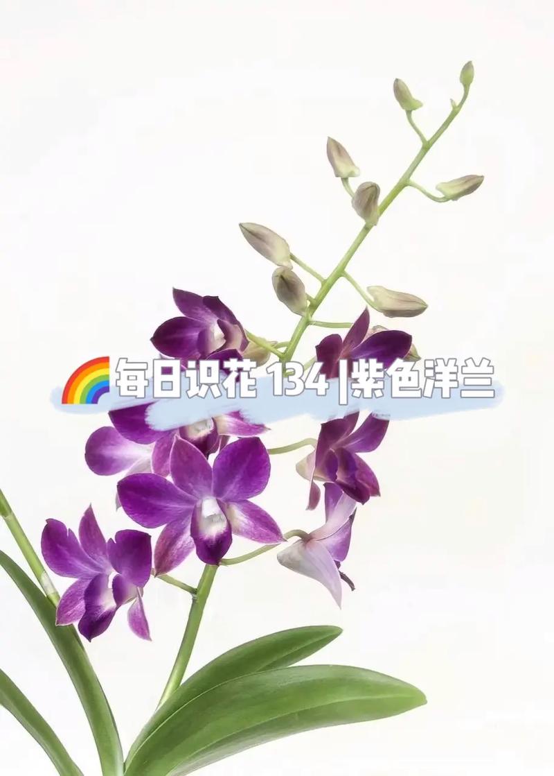 洋兰鲜花花语（洋兰花的花语和寓意）-第3张图片-花花知道网