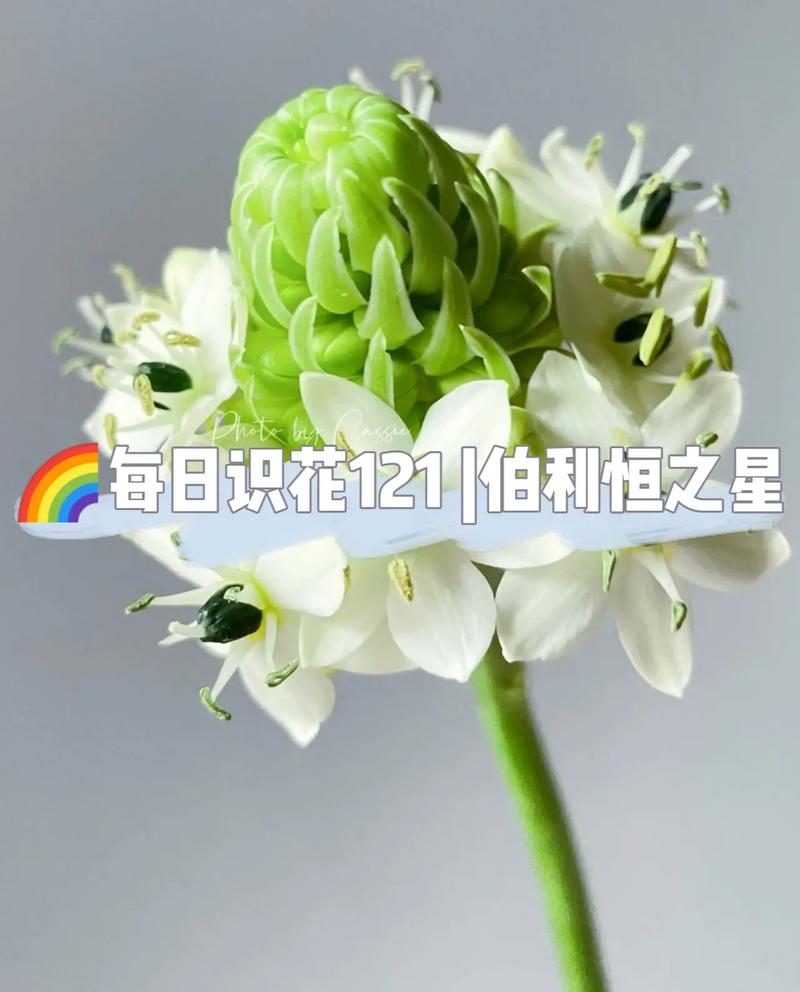 天鹅绒鲜花花语（天鹅绒花花语和寓意）-第4张图片-花花知道网