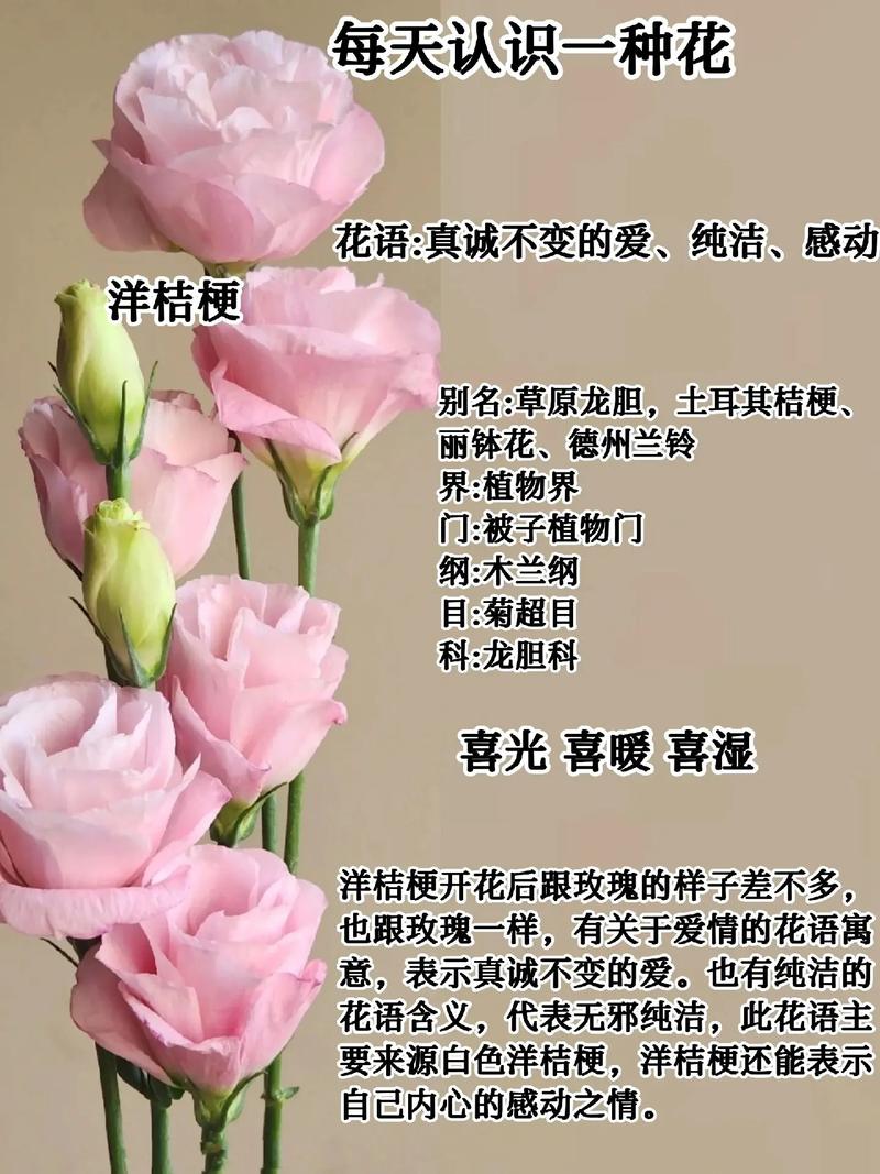 桔梗鲜花花语（桔梗鲜花花语是什么）-第1张图片-花花知道网