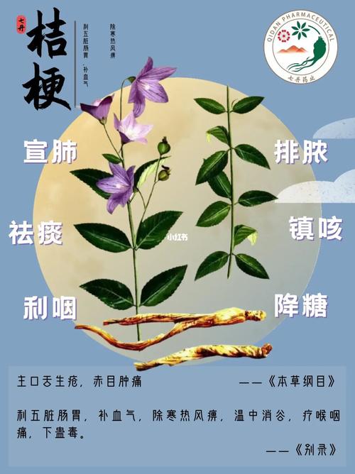 桔梗鲜花花语（桔梗鲜花花语是什么）-第3张图片-花花知道网