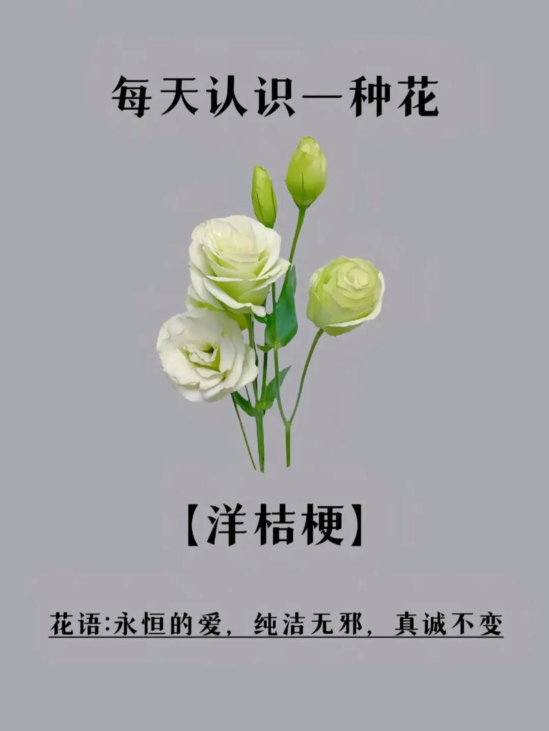 桔梗鲜花花语（桔梗鲜花花语是什么）-第4张图片-花花知道网