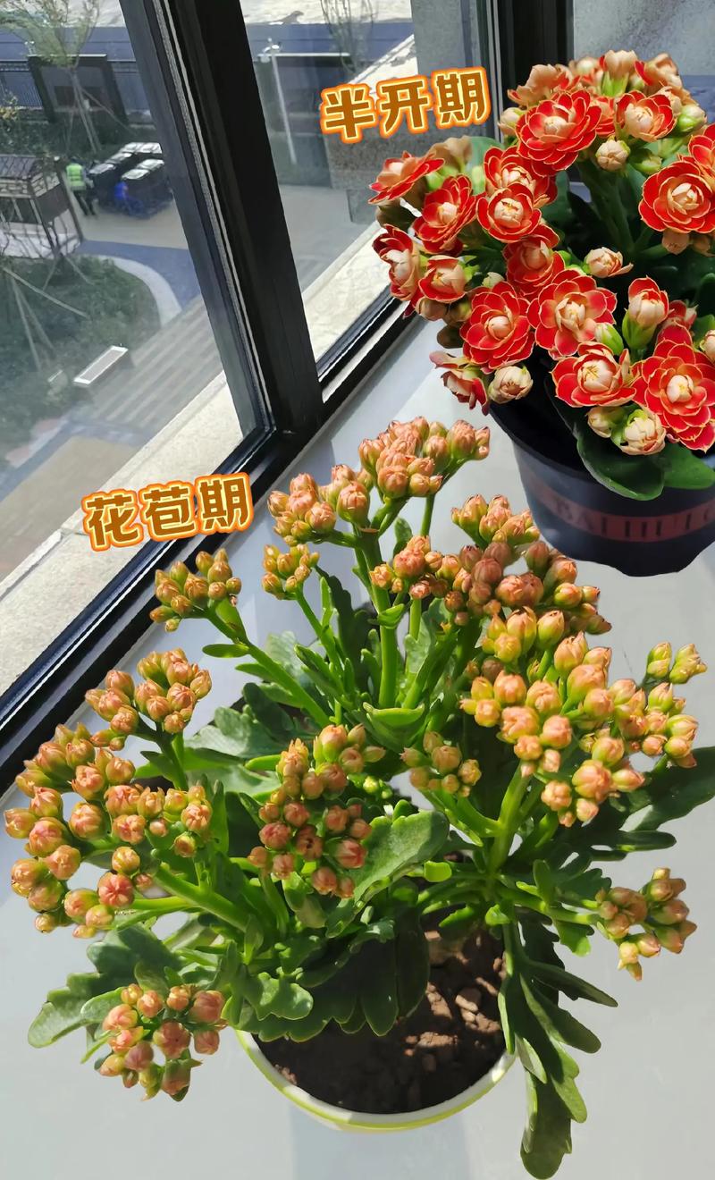 长寿的鲜花花语是什么花（寓意长寿花鲜花是哪一种）-第4张图片-花花知道网