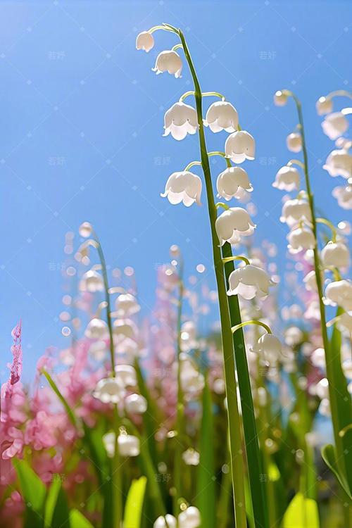 治愈系鲜花花语（治愈花束图片）-第2张图片-花花知道网