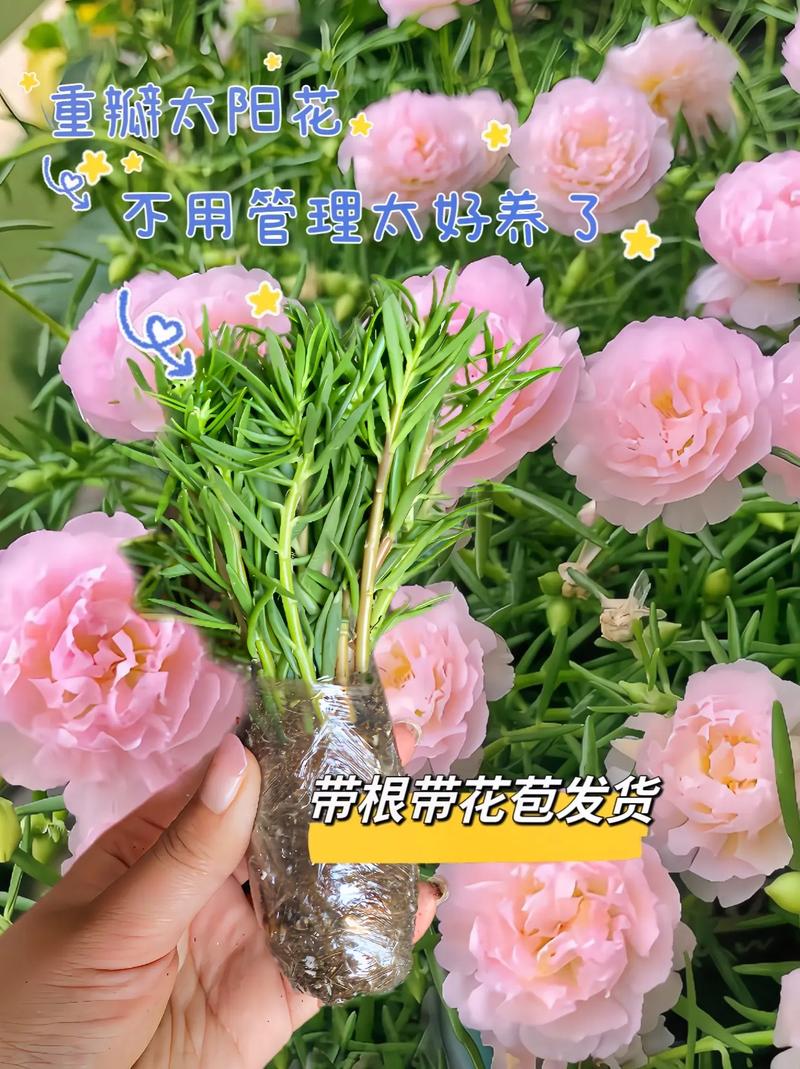 圆形礼盒鲜花花语是什么（圆形礼物盒包装方法）-第6张图片-花花知道网