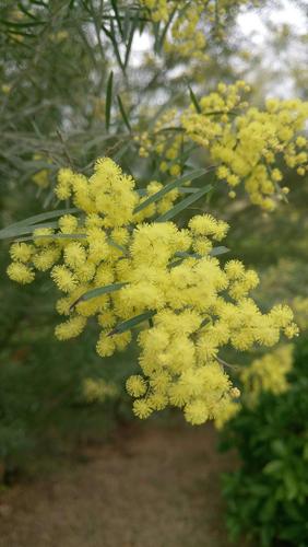 长相思鲜花花语（长相思玫瑰花图片大全）-第7张图片-花花知道网